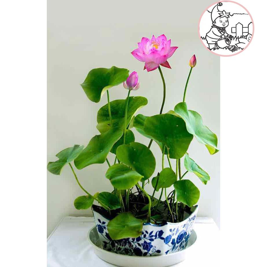 HẠT HOA SEN NHẬT MINI - GÓI 5 HẠT
