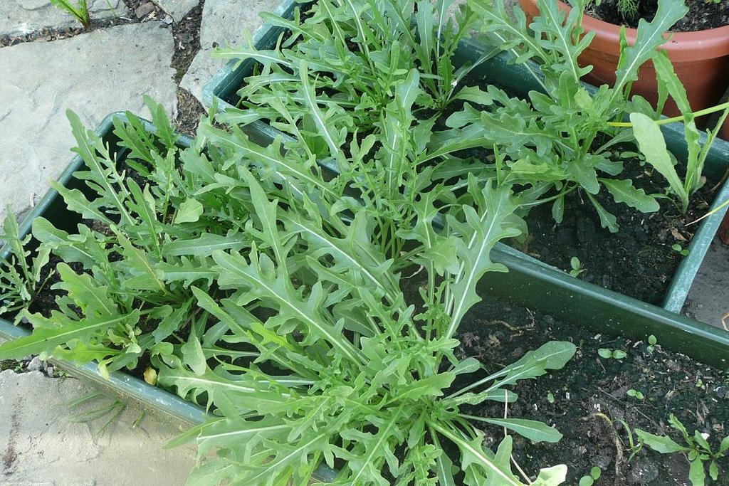hạt giống rau salad rocket