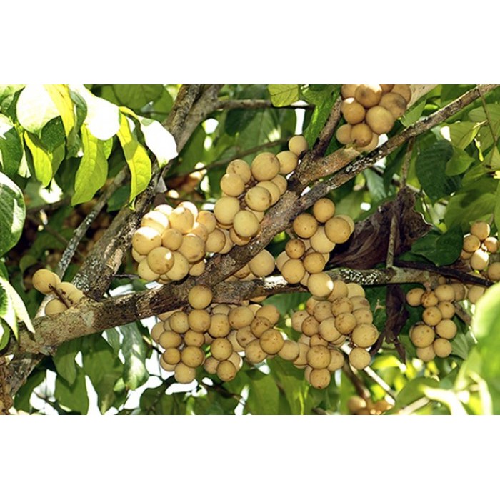 Cây Giống Bòn Bon Thái Lan