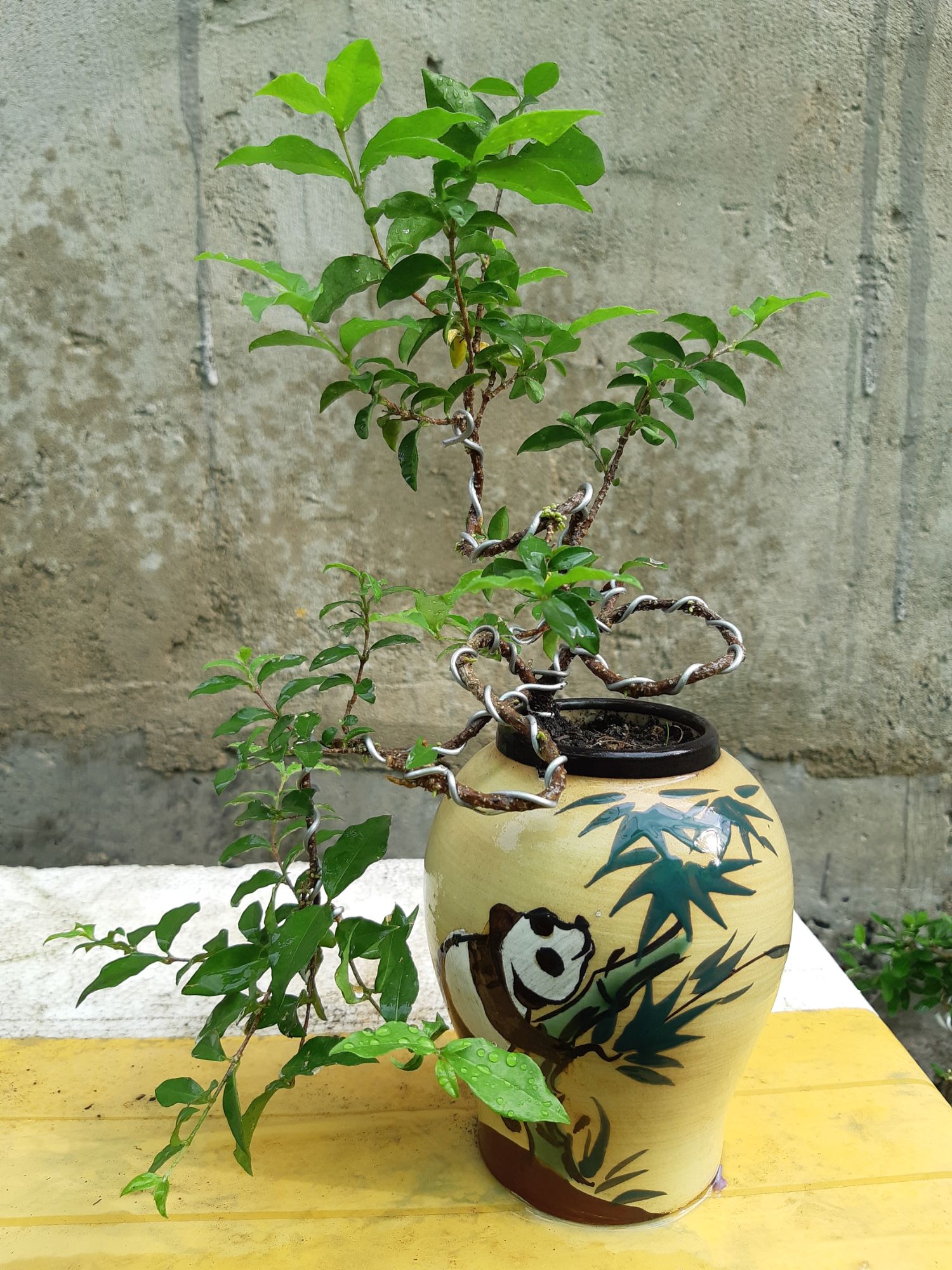 mai hồng ngọc bonsai CHẬU KIỂU