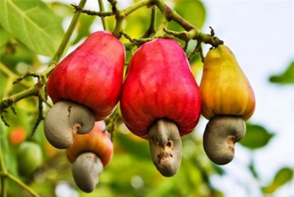 giống cây điều đỏ