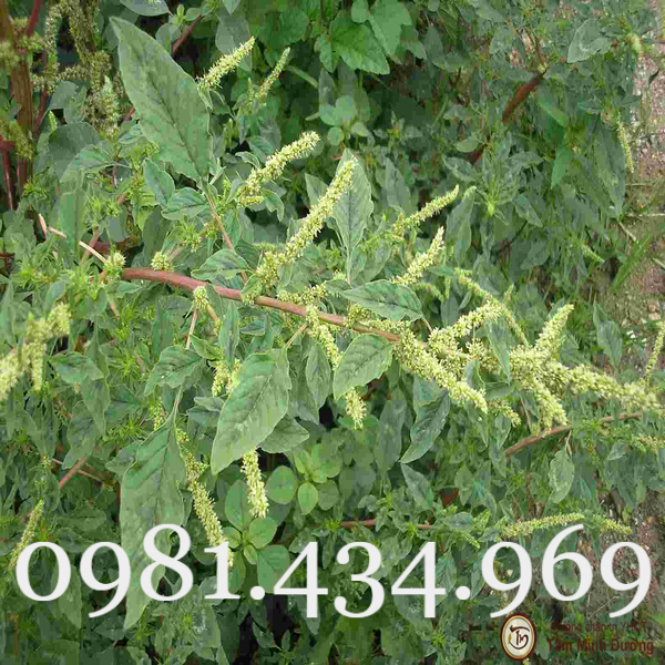 Cây thù lù phơi khô 1 ký Mới Sạch