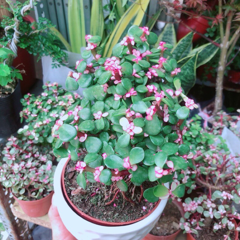 [HCM]Chậu Cây Cành Vàng Lá Ngọc