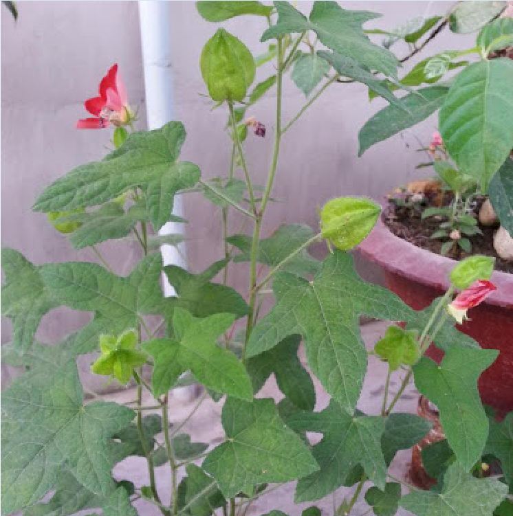 "Gói 10 Hạt " Hạt giống nhân sâm bố chính