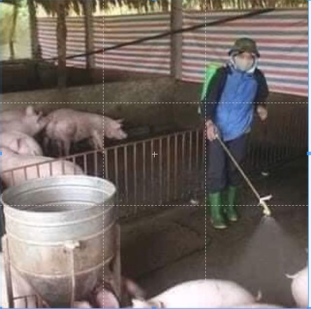 Thuốc Diệt Ruồi Cấp Tốc, An Toàn, Hiệu Quả, Tiết Kiệm Chi Phí