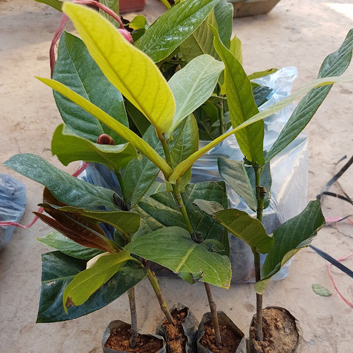 [Viện Nghiên Cứu Di Chuyền Nông Nghiệp] Cây giống HOA HẢI ĐƯỜNG