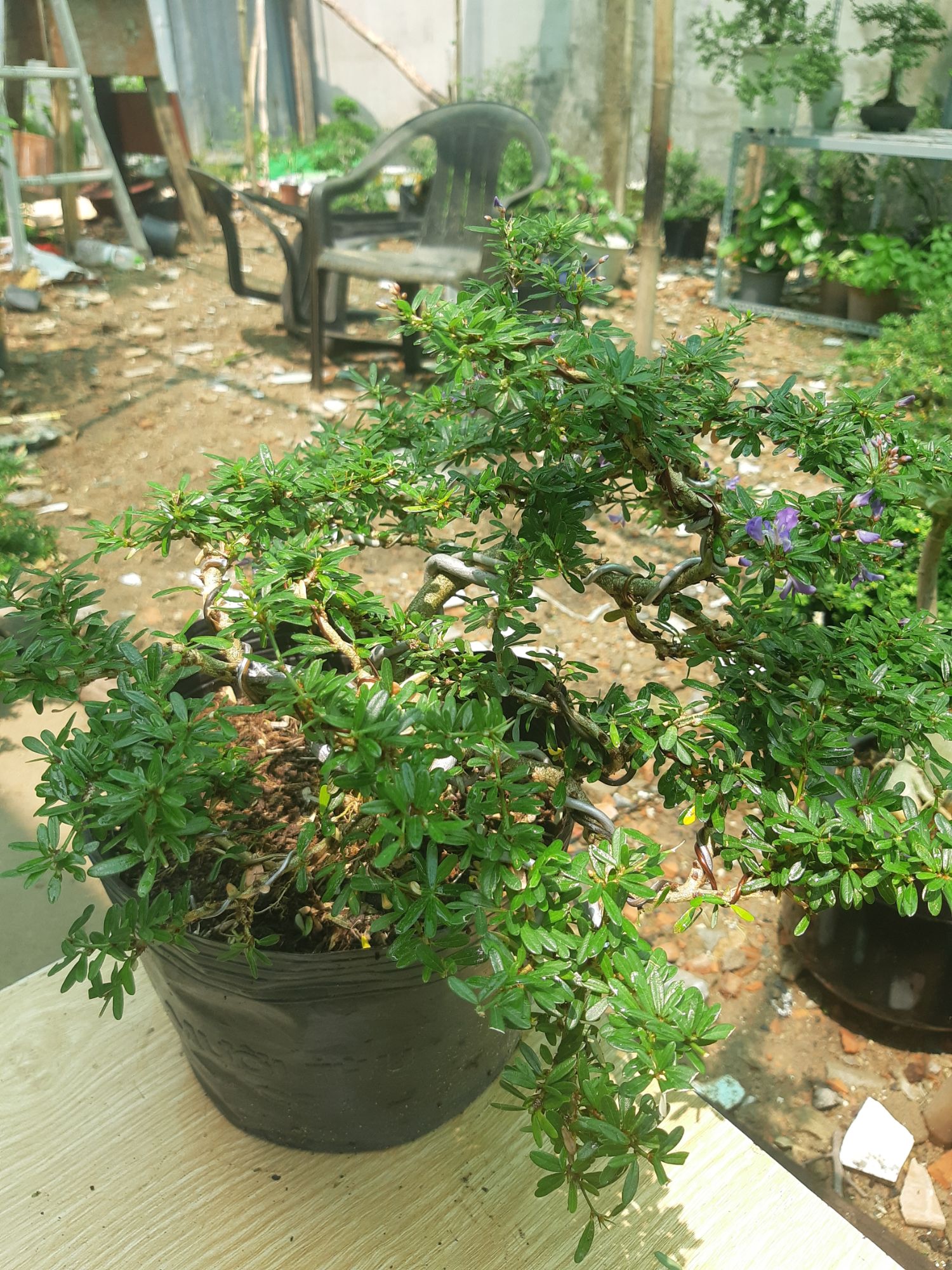 linh sam bonsai dáng đẹp TẶNG CHẬU