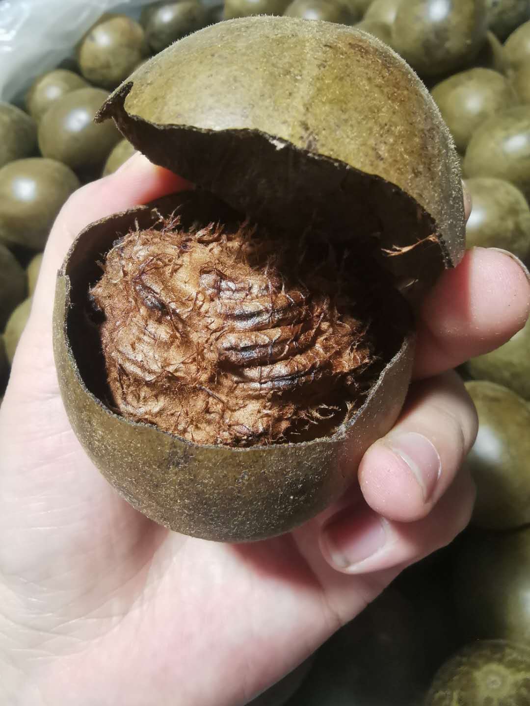 Quả La Hán (Thanh Nhiệt - Mát Gan) - Trà Hoa Natural Thảo Mộc