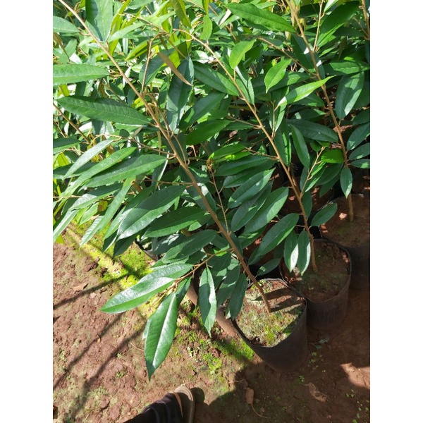 HOT CÂY GIỐNG SẦU RIÊNG LÙN SIÊU SỚM ( GIỐNG GHÉP)