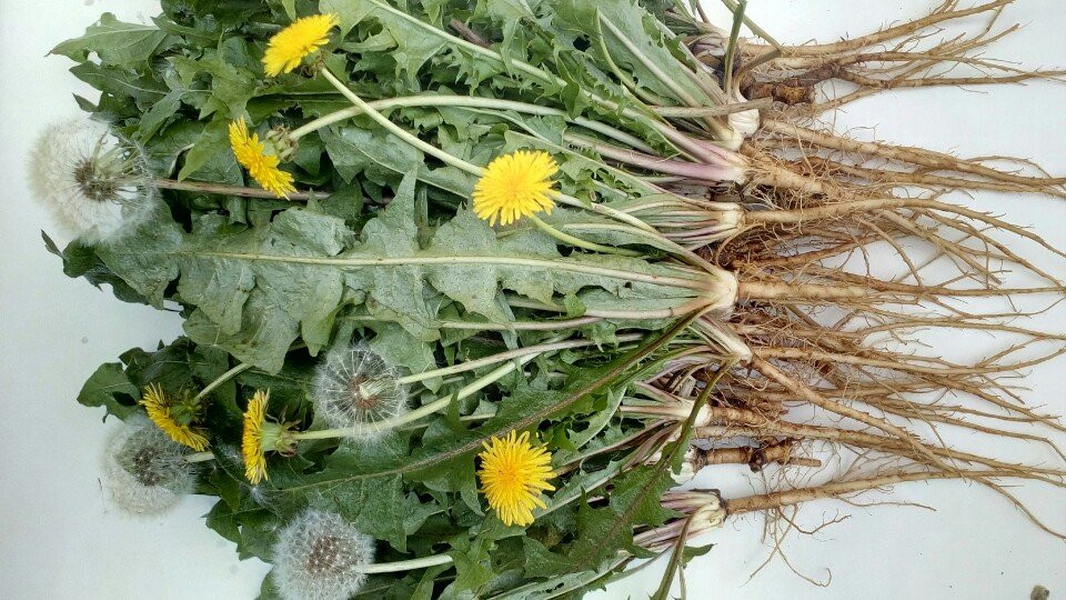 1kg bồ công anh tươi
