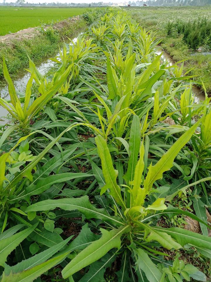 Rễ Cây bồ công anh 1kg