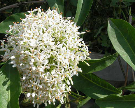 Cây MẪU ĐƠN TRẮNG