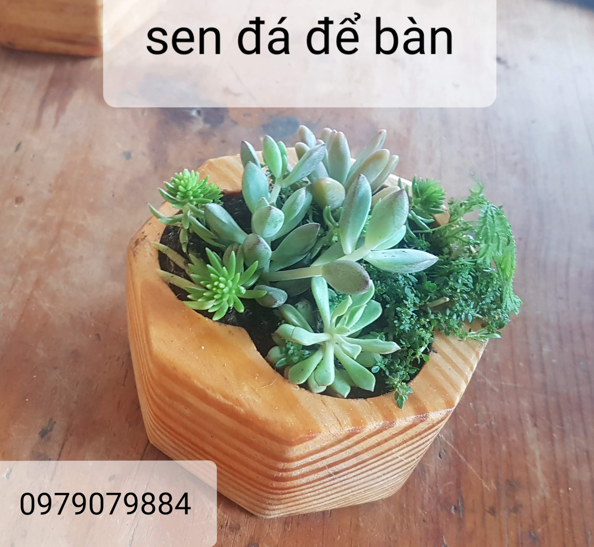 COMBO CHẬU GỖ NHỎ TRỒNG SEN ĐÁ - 59K