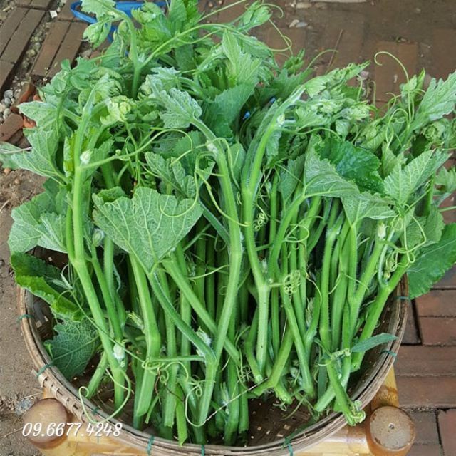 Hạt Giống Bí Siêu Ngọn dể trồng Gói 10gram