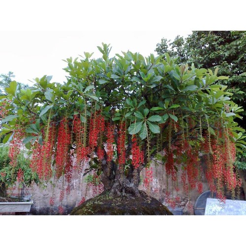 Hạt giống cây lộc vừng hoa đỏ - Gói 5 hạt
