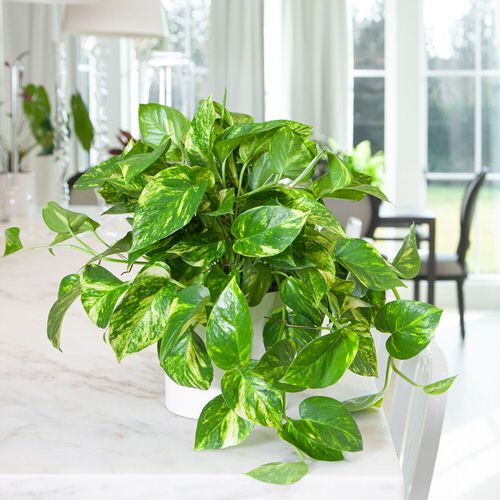 Cây trầu bà xanh - cây cảnh mini