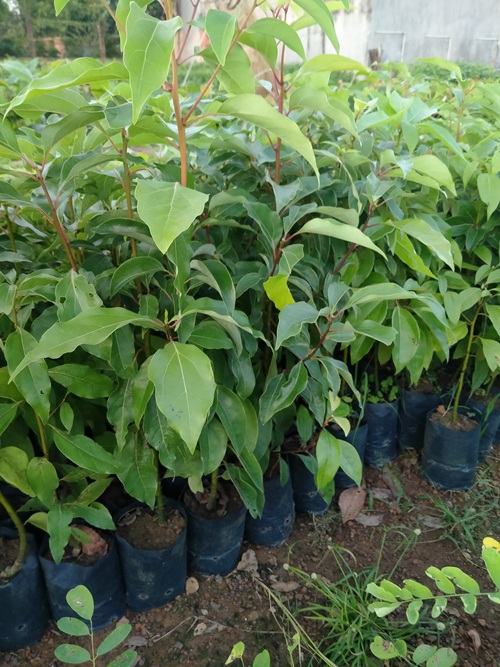 combo 2 cây xá xị ( gù hương) cao 50cm chuẩn giống