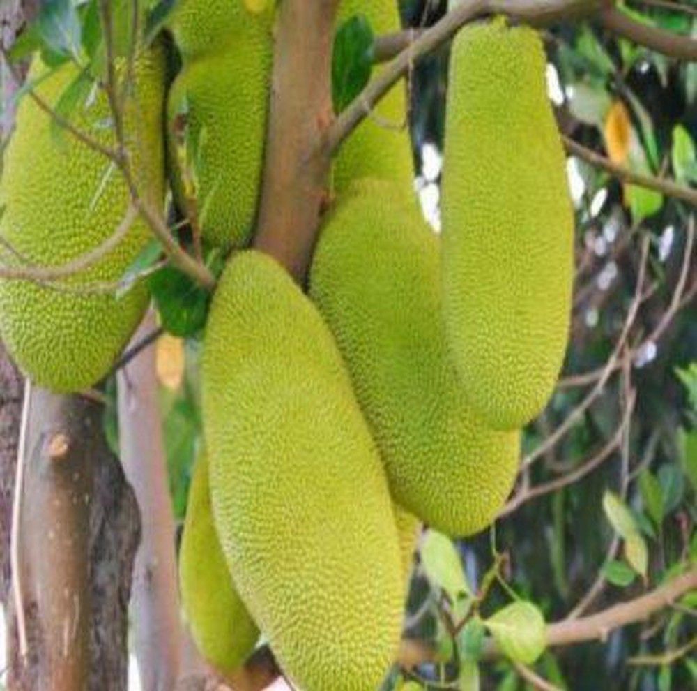 cây giống mít malai