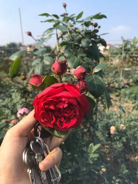 Combo 2 chậu cây hoa hồng Red Eden