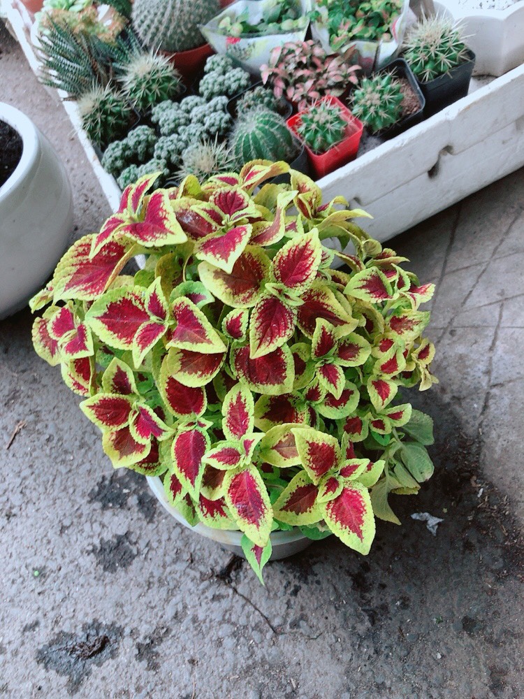 Cây Lá Gấm Đỏ Viền Vàng