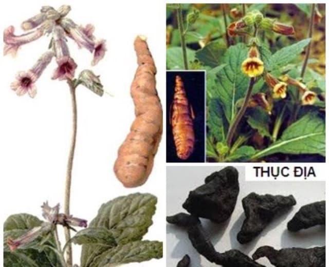 THỤC ĐỊA LOẠI TO 1kg