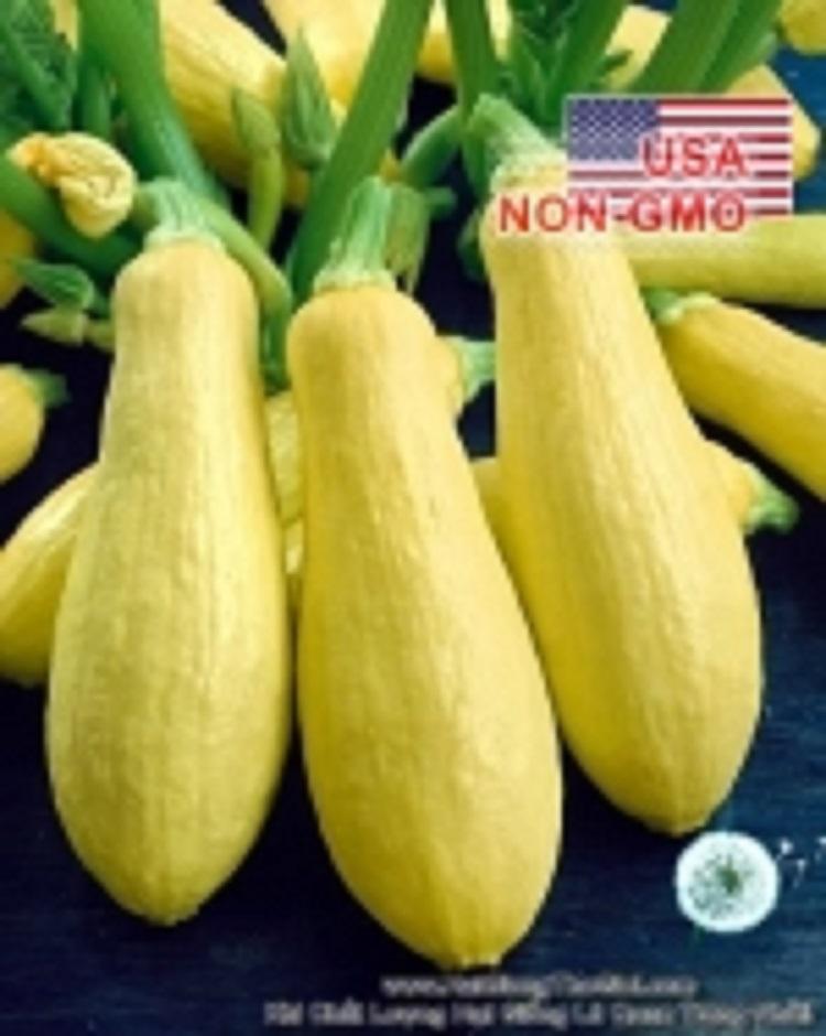 Bộ 5gói 2gr hạt giống bí ngòi vàng siêu nhanh cao sản prolific
