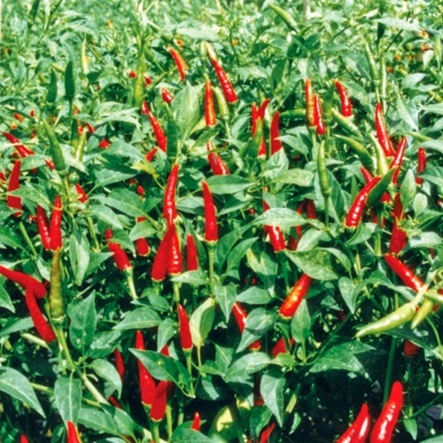 Hạt Giống Ớt Chỉ Thiên Siêu Cay. Túi 30 Hạt