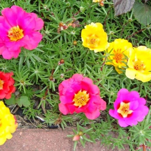 Hạt Giống Hoa mười giờ đơn Mix 100 Hạt (hoa đơn)
