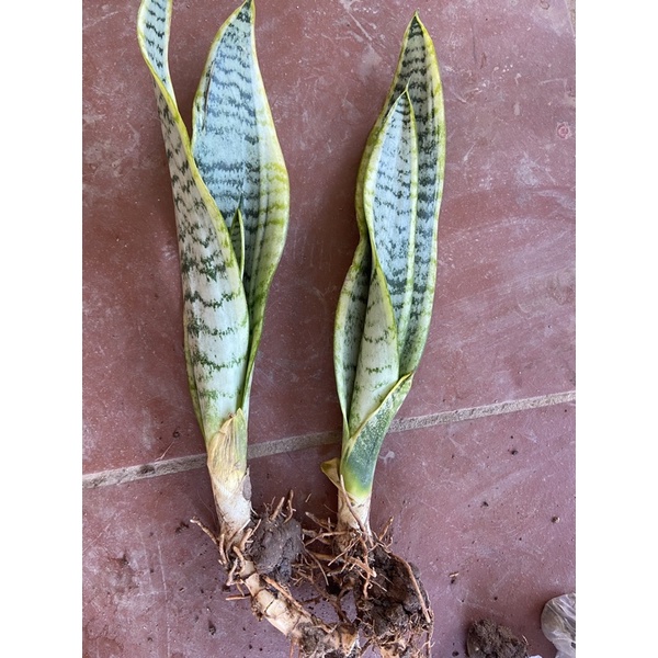 lưỡi hổ viền vàng cây giống (1 cây giống)