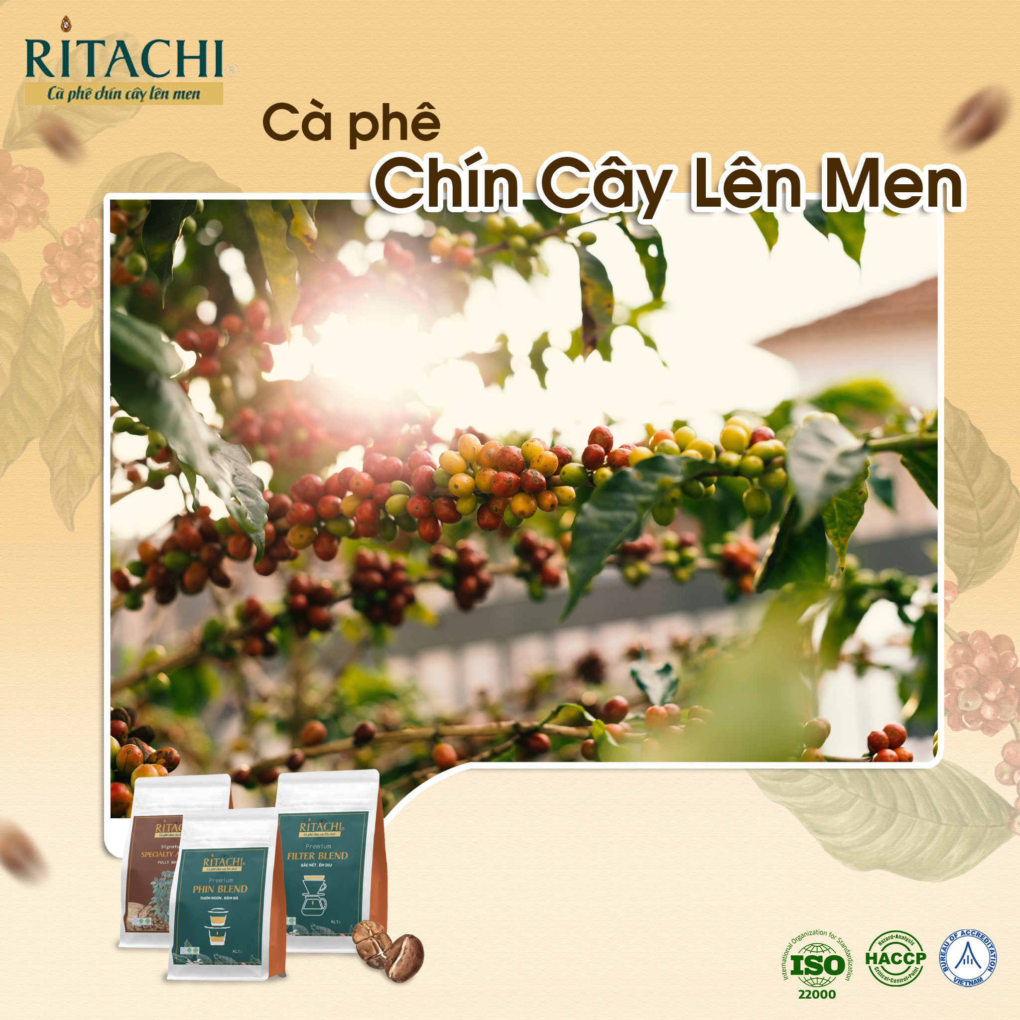 Combo Cà phê Filter Blend và Espresso Blend, Phối Cafe Arabica và Rubusta, 100% Rang Mộc,Cà Phê Pha Máy, Pha Phin, Cold Brew, Fine Robusta và Specialty Arabica 2 gói 250gr