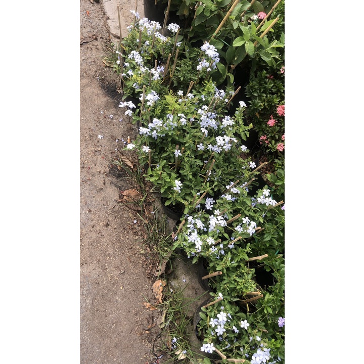 Chậu cây thanh xà - Plumbago auriculate