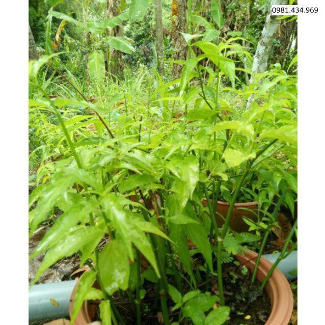New- 5 cây giống bìm bịp - mảnh cọng - xương khỉ