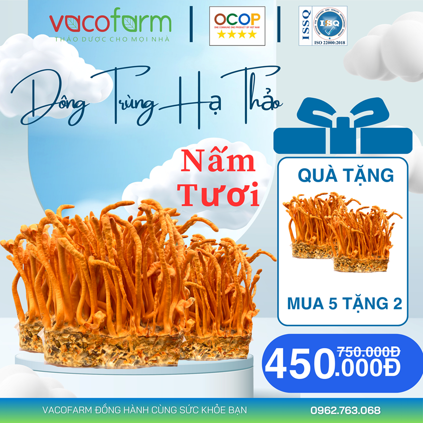 [Mua 5 tặng 2] Combo 7 hộp Đông trùng hạ thảo tươi Vacofarm hộp 200gram, bảo quản ngăn mát tủ lạnh