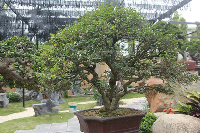 HỒNG NGỌC MAI CÂY SIÊU LỚN