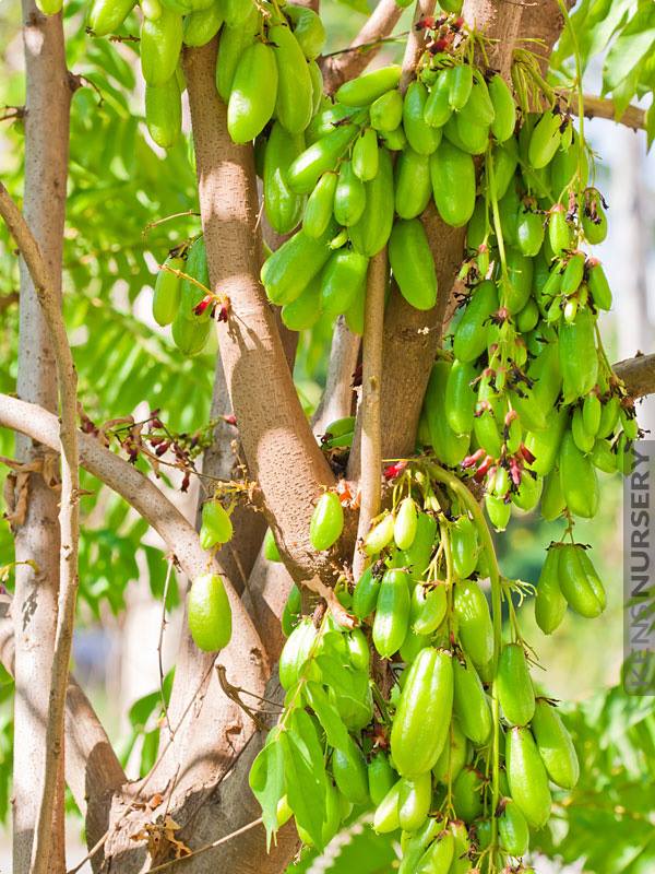 Cây cây khế tàu.... 6 tháng cây cho trái - cây giống nhập khẩu