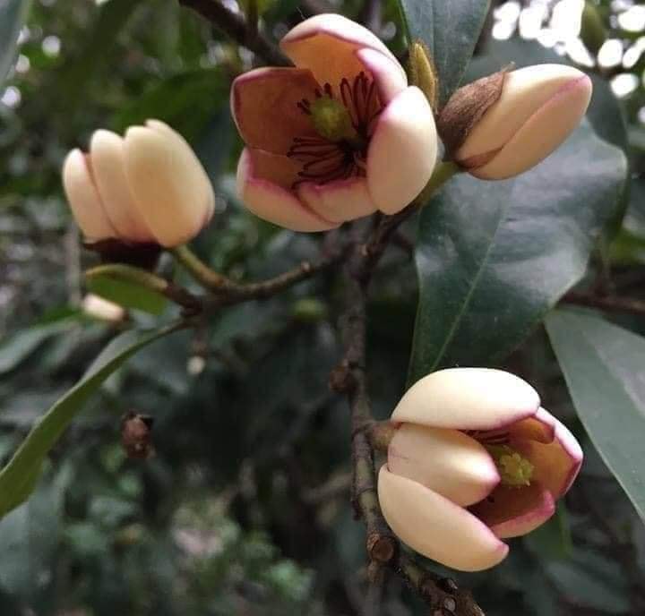 CÂY GIỐNG HOA HÀM TIẾU