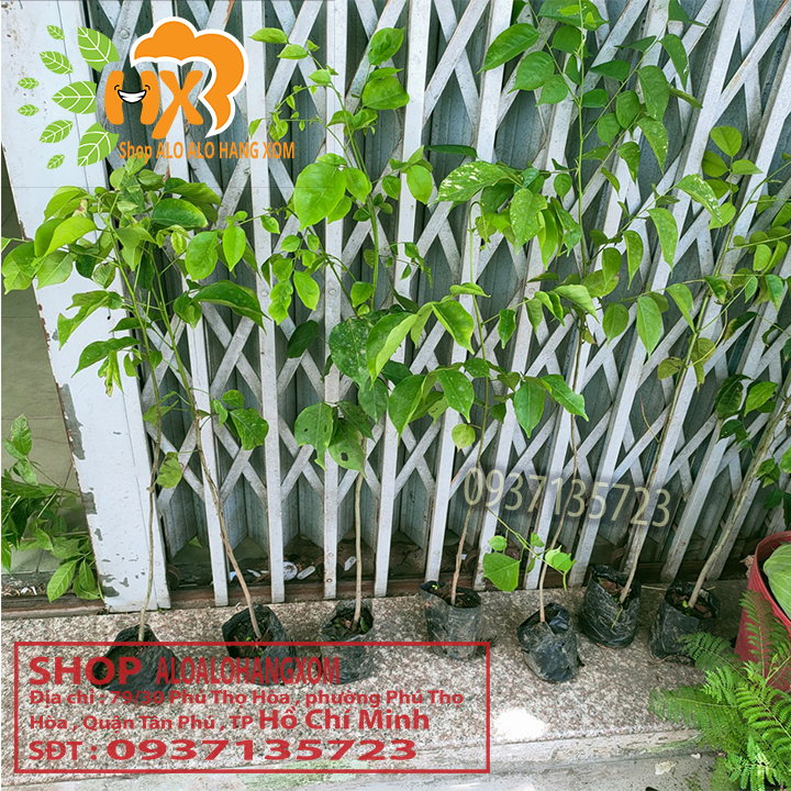[HCM]combo 5 cây giáng hương cây giống