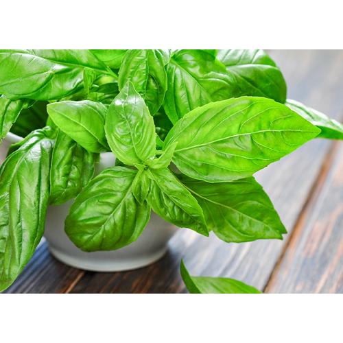 Hạt giống húng tây gói 1G