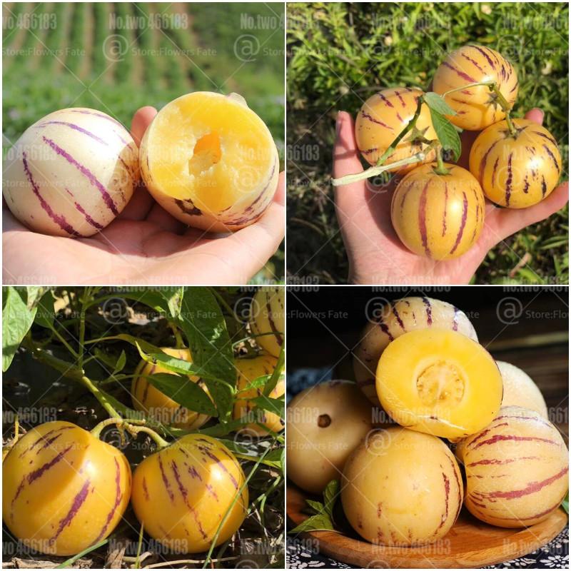 [Mới] - Combo 3 gói Hạt giống dưa pepino