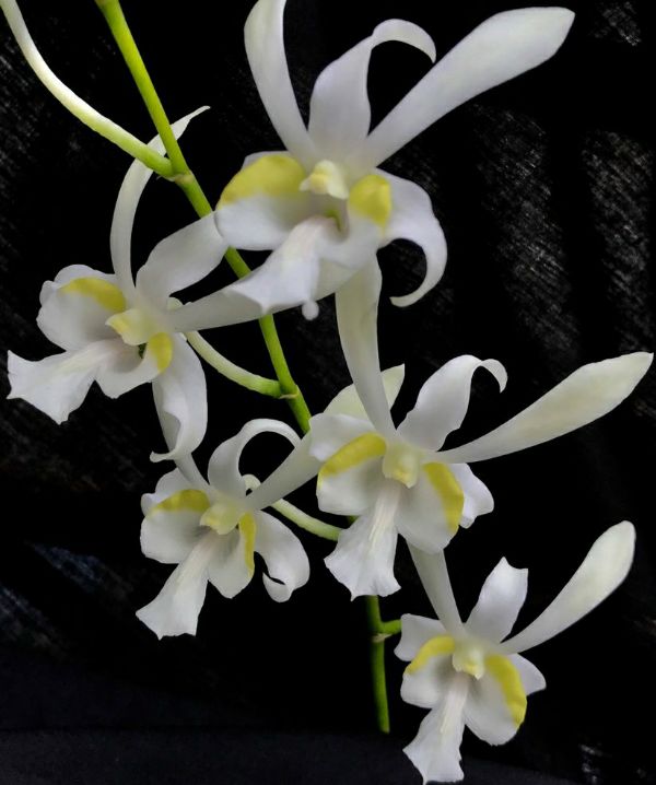 Hoa phong lan denro nắng thơm caser white