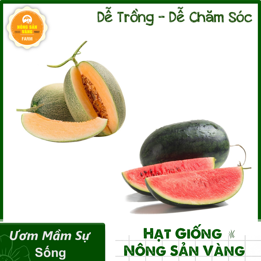 Combo 2 melon seed (watermelon Tarry American-netted melon bowel Gold) for fruit sweet lịm, easy to grow, most favored-shallow gold