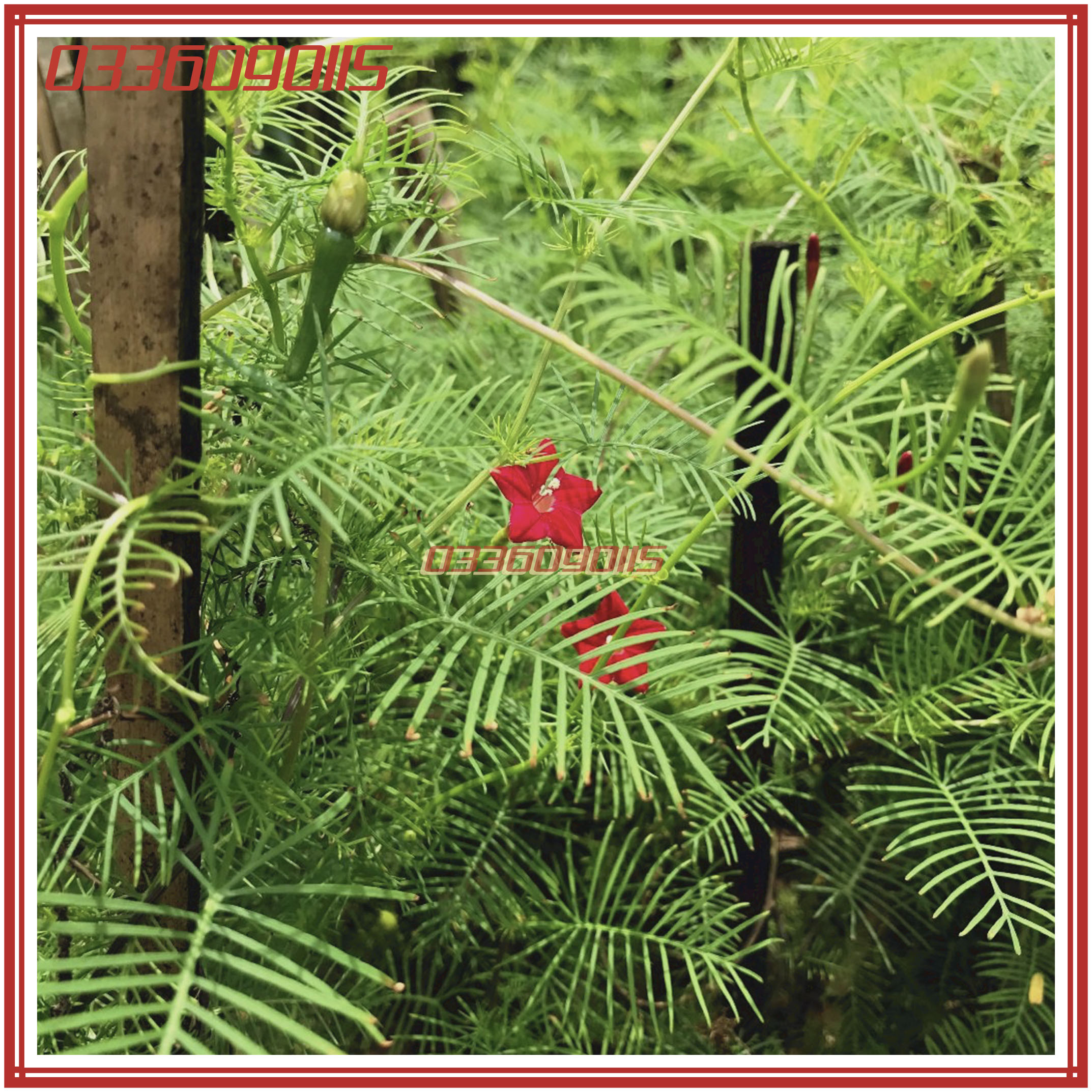 Hạt Giống Hoa Tóc Tiên (hoa sao) dây leo - gói 20 hạt