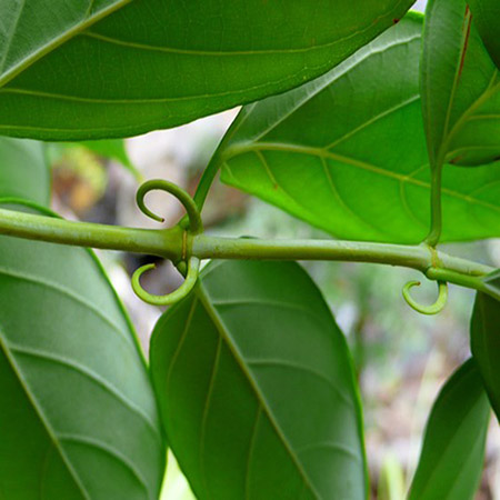 Cây Câu Đằng khô 500g GT329