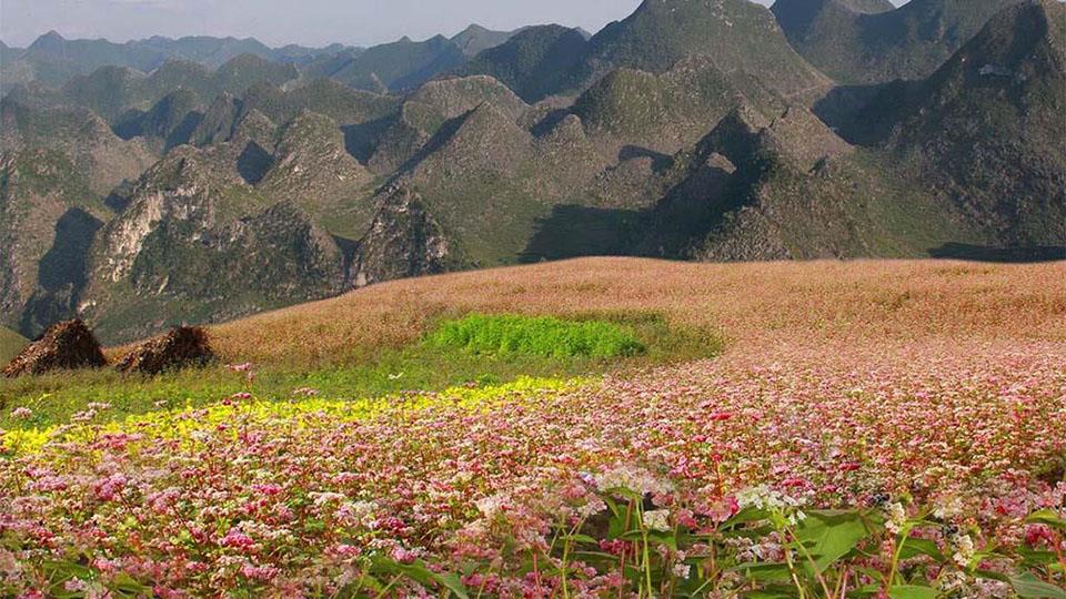 Hạt giống Hoa Tam giác  Mạch