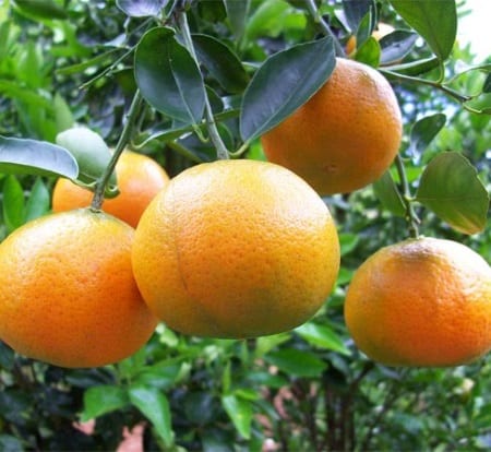 Cây giống Quýt đường Thái Lan. [ siêu sớm ]