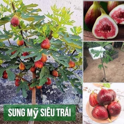 Cây Giống sung mỹ cho ăn quả quanh năm - Sung túc cả đời
