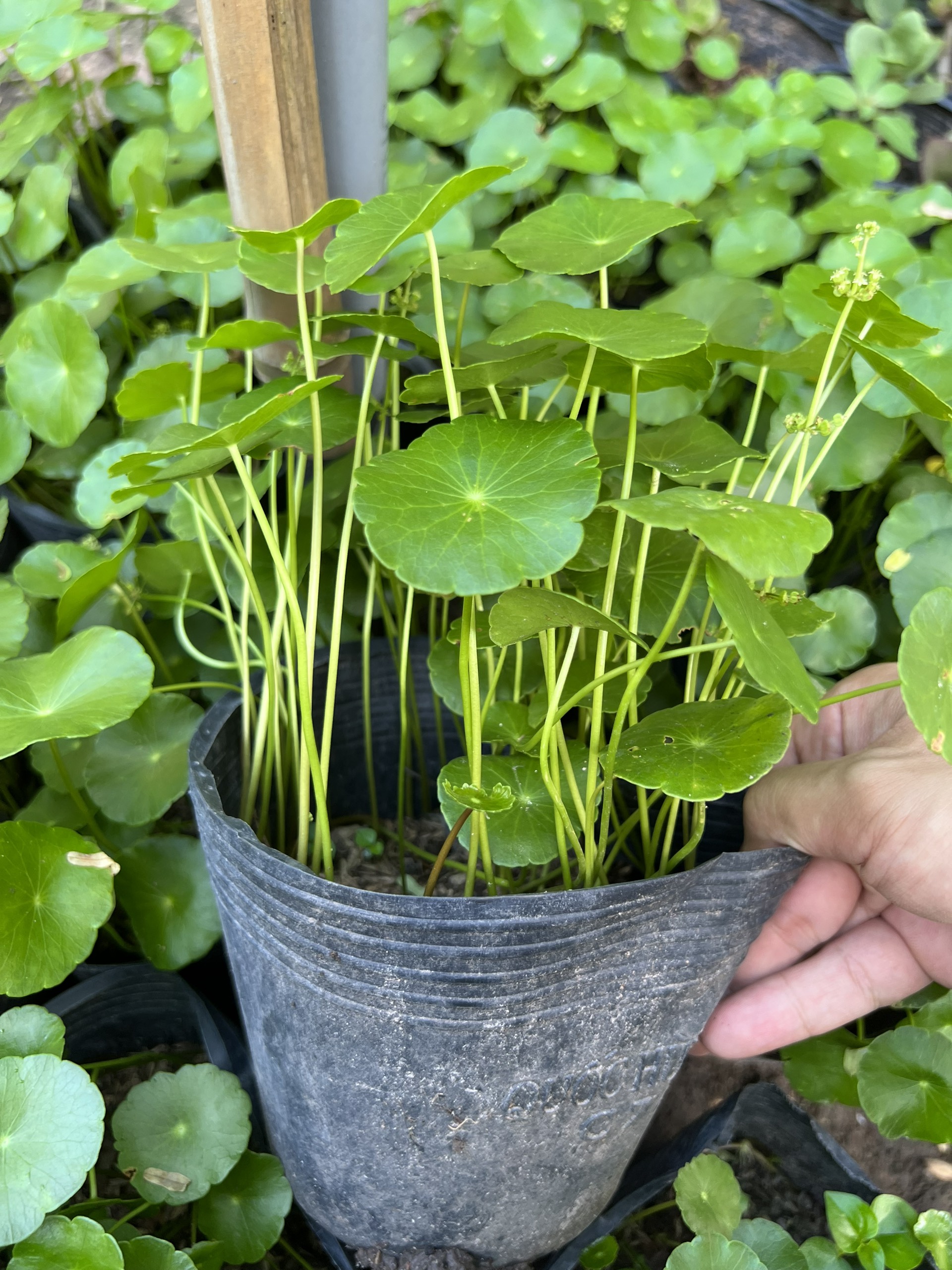 Cây đồng tiền COMBO >20cây/chậu