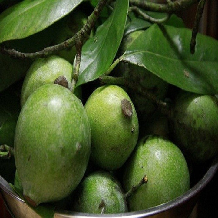 Cây dọc rừng giống khỏe đẹp (Mới)
