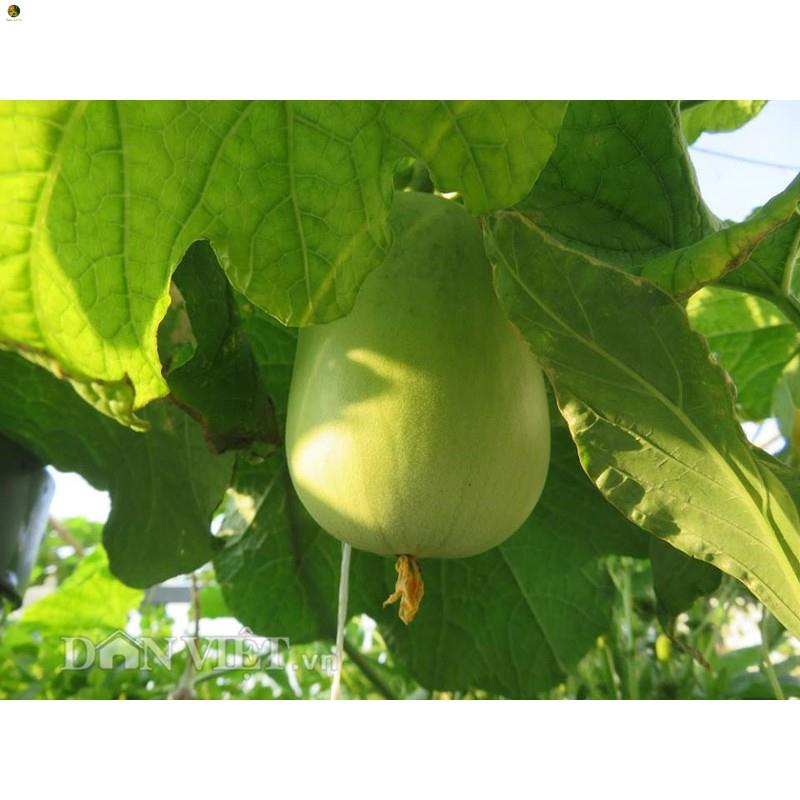 Hạt Bầu tròn F1 - Gói 10 hạt