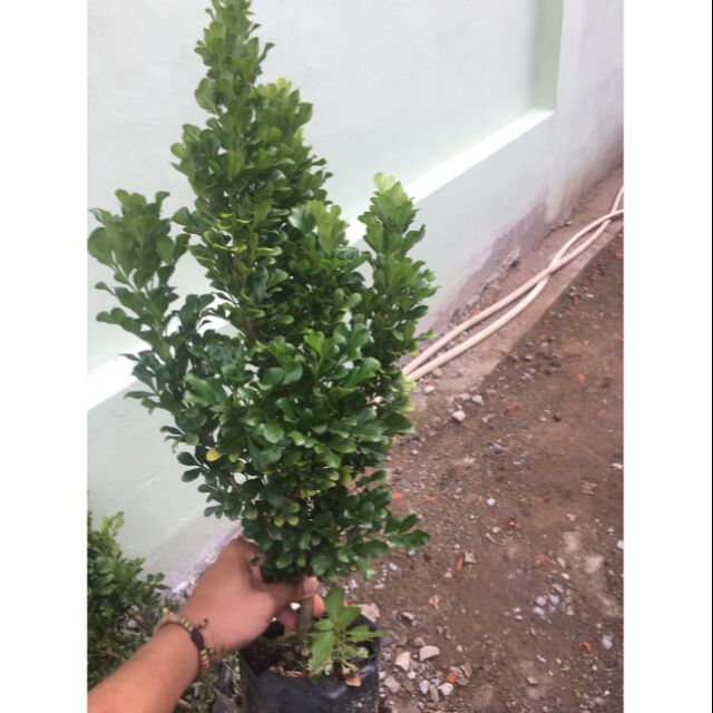 Cây ngâu giống rất đẹp hoa vàng